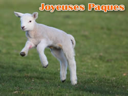 Image Agneau Pascal