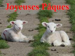 Images gratuites Agneaux