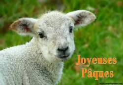 Images gratuites d'Agneau