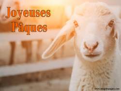 Images gratuites de Agneau