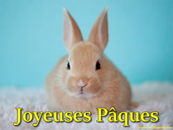 Images Lapin de P�ques gratuites