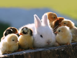 Image de P�ques Lapin et poussin