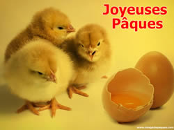 Images Gratuites Poussin de P�ques